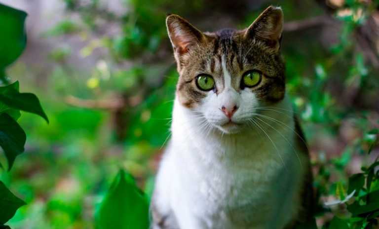 Como Manter Seu Gato Saudável Método 100 Natural