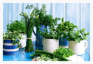 plantas medicinais e aromáticas