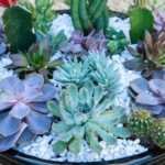 como ganhar dinheiro com plantas suculentas