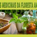 Segredos Medicinais da Floresta Amazonica Uma Jornada pelo Conhecimento