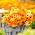 Fitoterapia Feminina: 15 Plantas que Revolucionam a Saúde Íntima 2 Fitoterapia Feminina: 15 Plantas que Revolucionam a Saúde Íntima